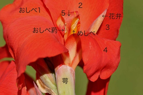 カンナ花の構造wb.jpg