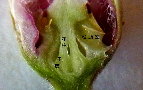 ガガイモの蕾割面wb2.jpg