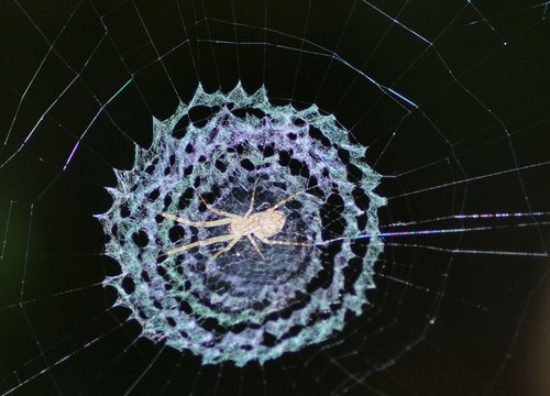 クモの巣レースwb.jpg