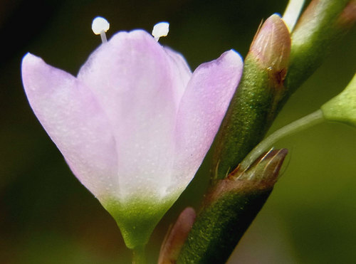 サクラタデ花被片苞腺点1wb2.jpg