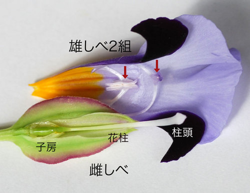 トレニア花解剖Lwb.jpg