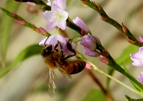 ミツバチ1wb2.jpg