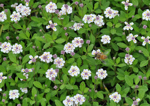 ミツバチと花wb.jpg