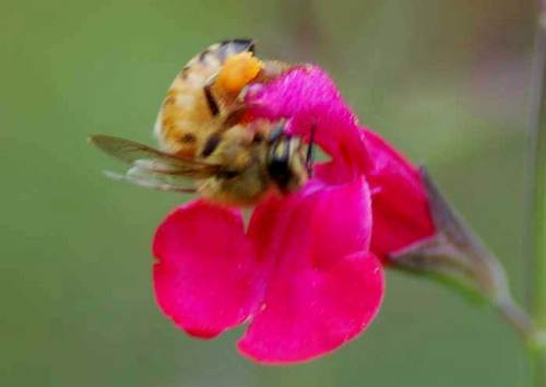 ミツバチ花粉玉1upwb.jpg