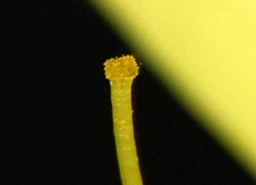 柱頭の花粉wb.jpg