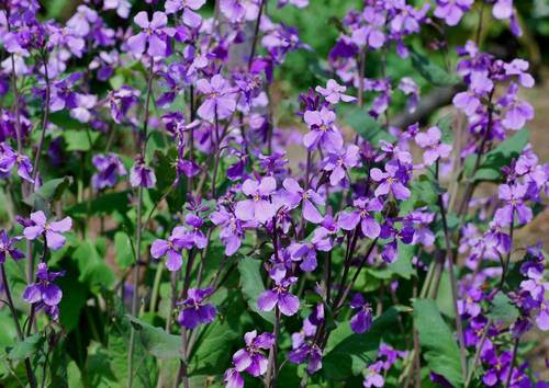 紫花菜090405wb.jpg