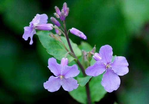 紫花菜10-1wb.jpg