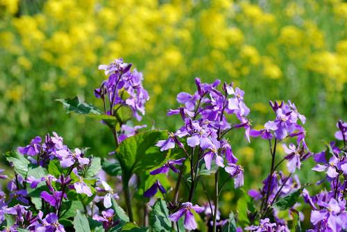 紫花菜とwb.jpg