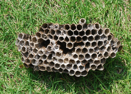蜂の巣09-1wb.jpg