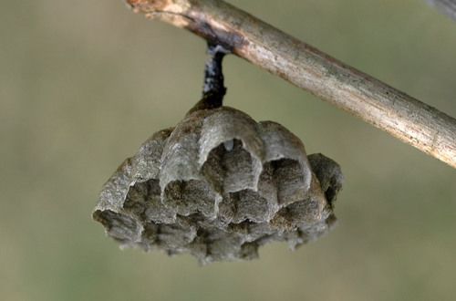 蜂の巣2012-1wb.jpg