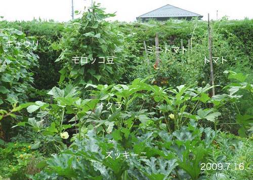 野菜畑090716wb.jpg