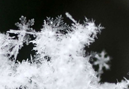 雪の結晶ロウバイ1wb2.jpg